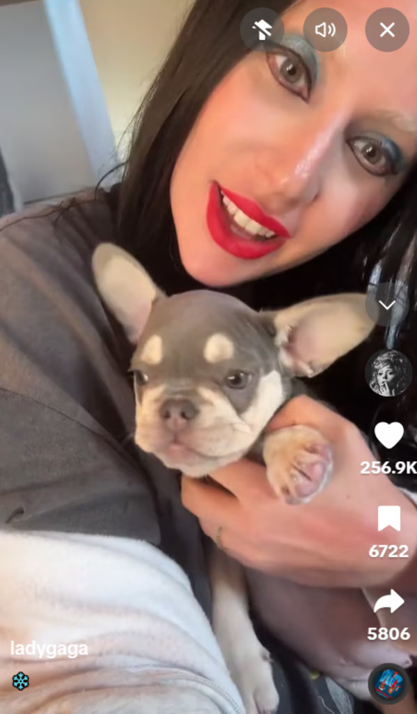 Lady Gaga Mengadopsi Anjing Baru Pertama Sejak Insiden Penculikan Anjing pada 2021