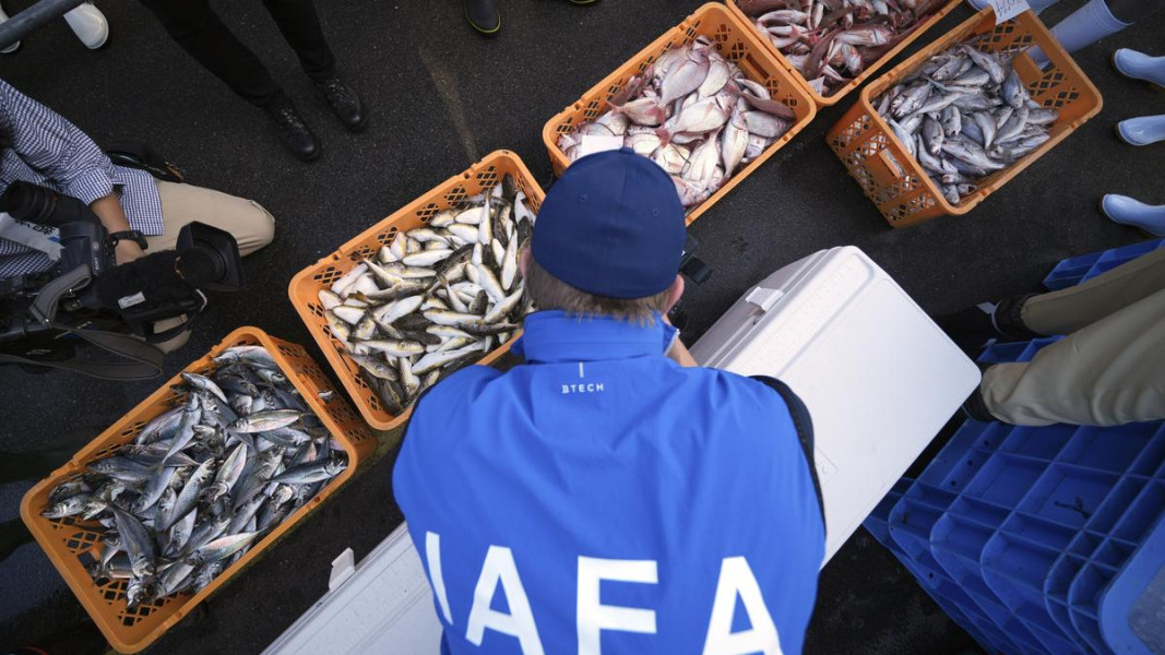 Para Ilmuwan Menguji Ikan-Ikan di Fukushima Setelah Pelepasan Air dari Pembangkit Listrik Nuklir