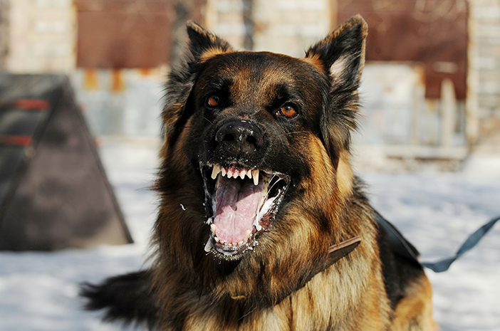 Pesta Daging Anjing Positif Rabies Tewaskan Warga di Manggarai Timur, 17 Orang Terancam Tertular