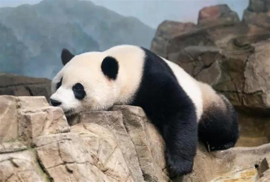 Perpisahan dengan Panda Raksasa Hangatkan Musim Gugur di Washington