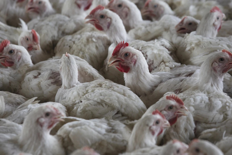 Afrika Selatan Membunuh Hampir 2,5 Juta Ayam dalam Upaya Menangani Wabah Flu Burung