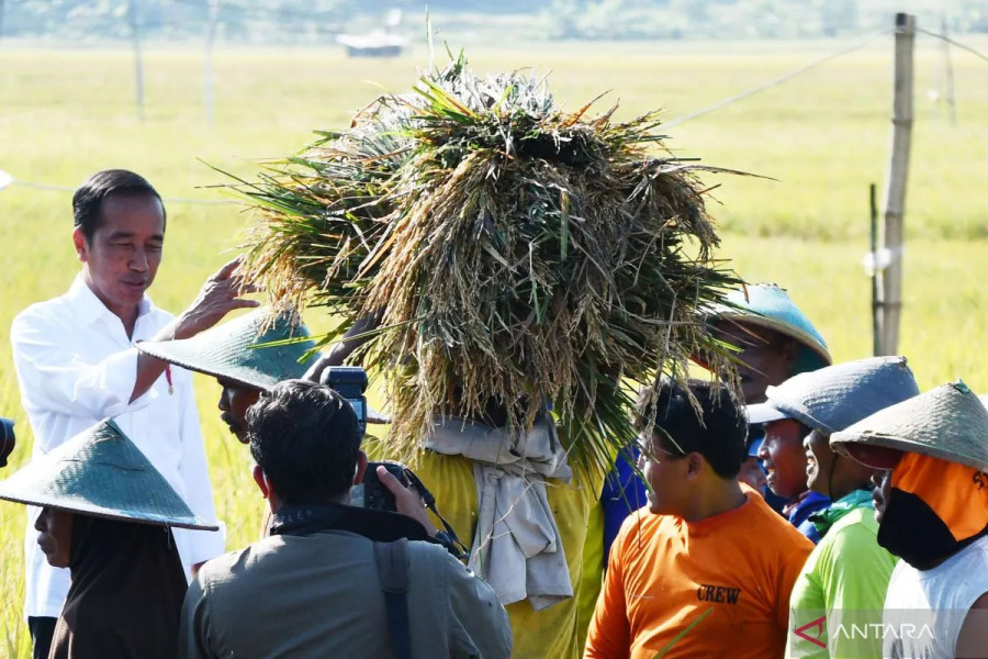 Panen di Jawa Barat Membantu Meningkatkan Cadangan Beras di Tengah Perubahan Cuaca El Nino: Jokowi